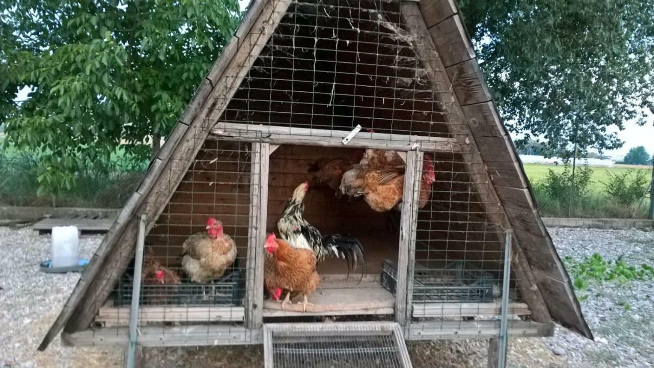 Agriturismo Cipolli E Podo Corte Carlini Μάντοβα Εξωτερικό φωτογραφία